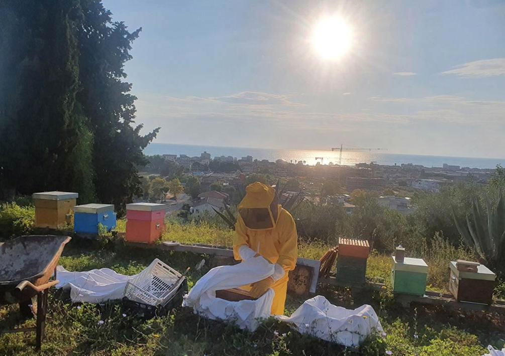 A visit to the apiary with tasting included
